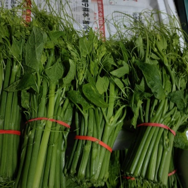 精品龙须菜基地直发大量有货品质保证