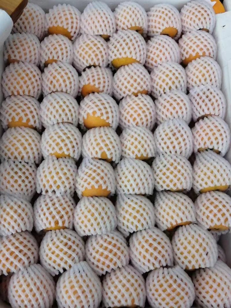 枇杷