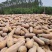 蜜本南瓜基地直供软糯香甜全国发货诚信经营