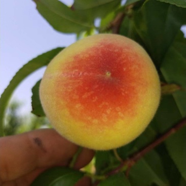 白粉桃大量上市产地直销