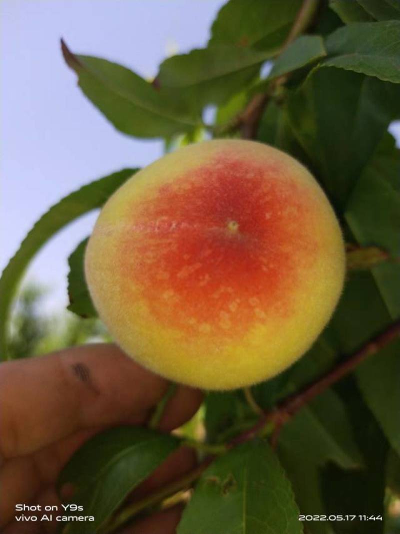 白粉桃大量上市产地直销
