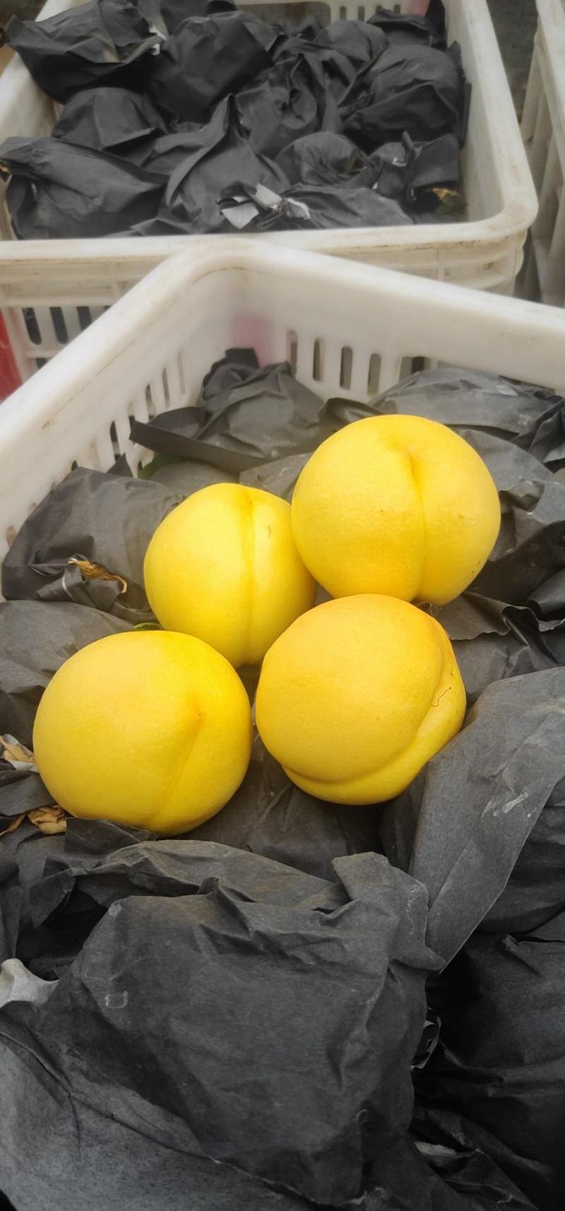中油4油桃，个头大颜色全黄，口感好量大，价格便宜
