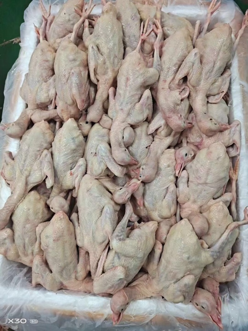 新鲜乳鸽5-9两量大从优货源充足，价格优惠