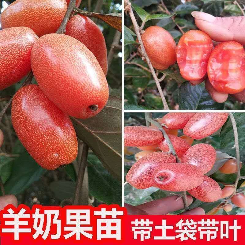 羊奶果苗，羊奶果嫁接苗结果快，产量高，全甜无算