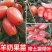 羊奶果苗,羊奶果嫁接苗结果快,产量高,全甜无算