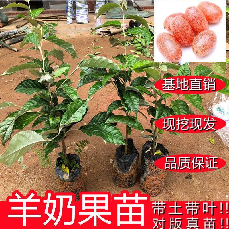 羊奶果苗，羊奶果嫁接苗结果快，产量高，全甜无算