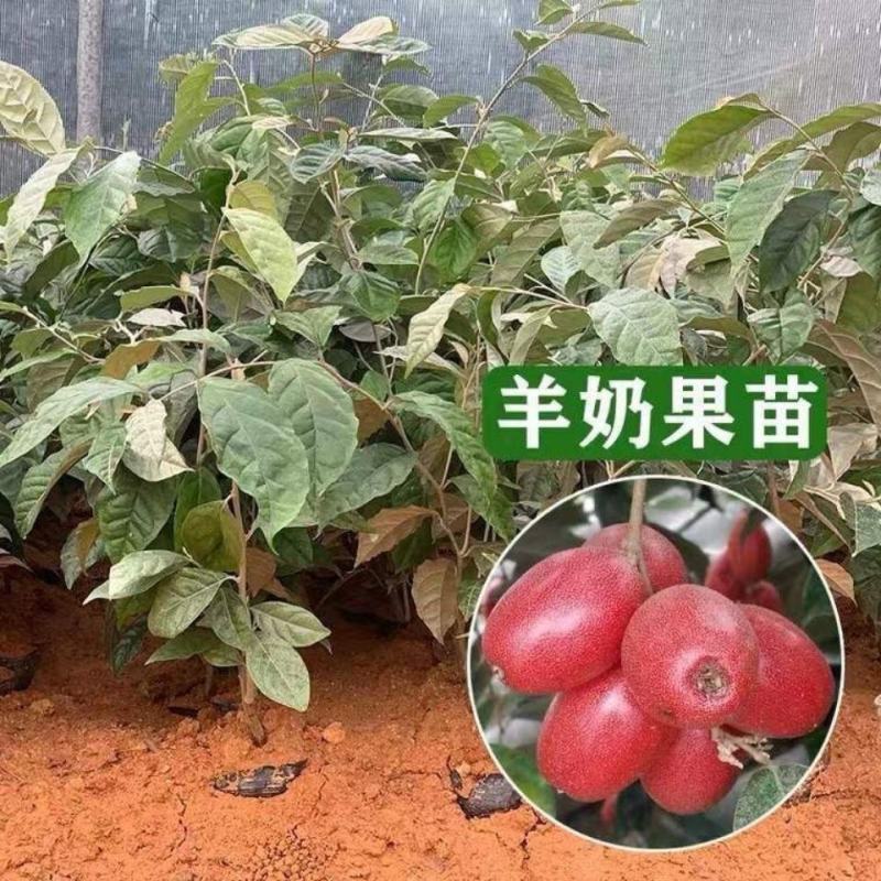 羊奶果苗，羊奶果嫁接苗结果快，产量高，全甜无算