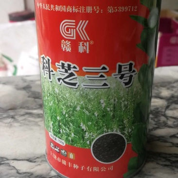 黑芝麻种子抗病抗热，产量高油量大味道好，香。