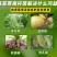 奥丰枯草芽孢杆菌生根壮苗改良土壤抗重茬防病蔬菜中药材菌肥