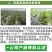 奥丰枯草芽孢杆菌生根壮苗改良土壤抗重茬防病蔬菜中药材菌肥