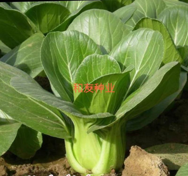 特选矮脚白菜-青梗白菜种子，甜脆口可