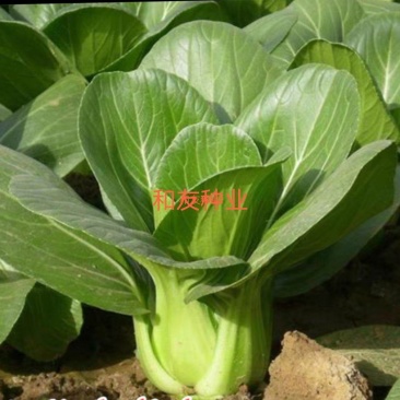 特选矮脚白菜-青梗白菜种子，甜脆口可