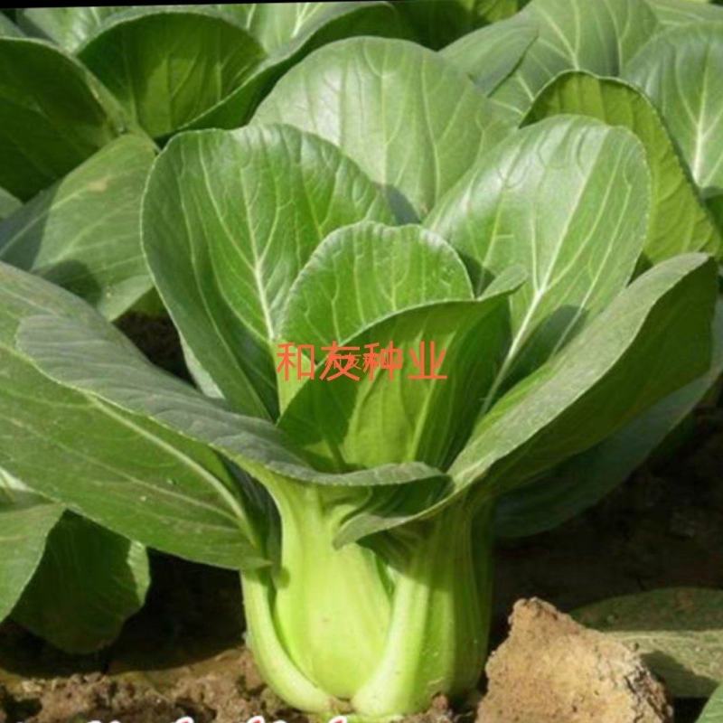 特选矮脚白菜-青梗白菜种子，甜脆口可