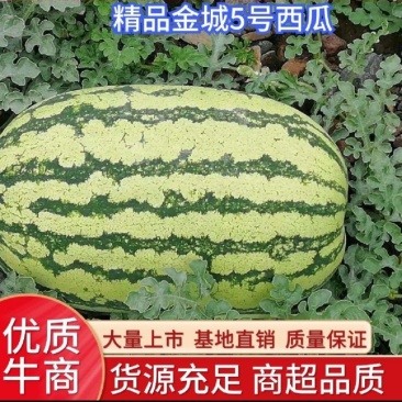 【精品】甘肃白银压沙石头瓜一手货源产地直供代发全国