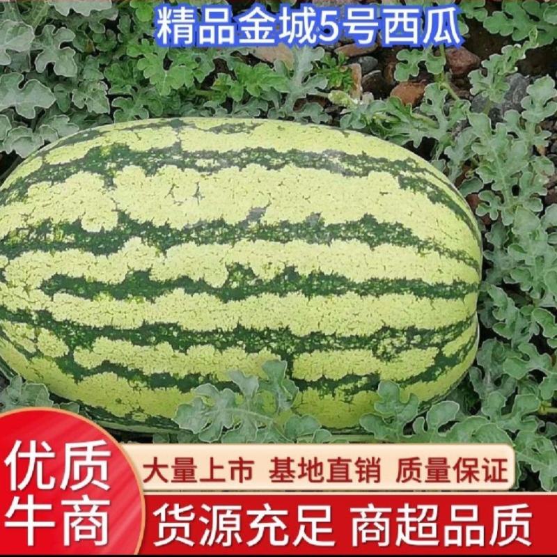 【精品】甘肃白银压沙石头瓜一手货源产地直供代发全国