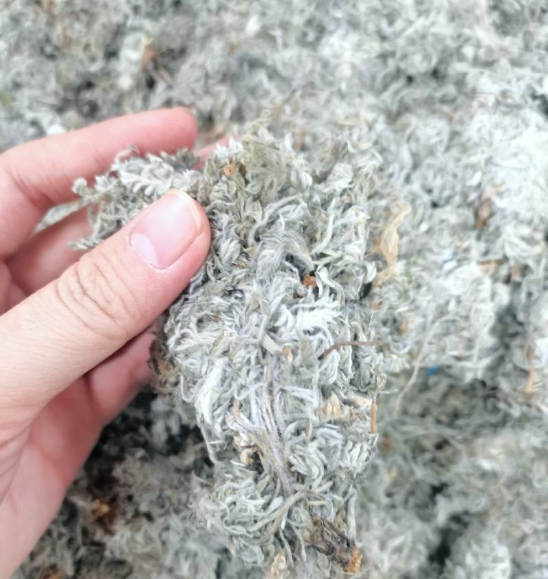绵茵陈统装500g产地山东振兴药材购销站量大从优