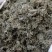 绵茵陈统装500g产地山东振兴药材购销站量大从优