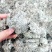 绵茵陈统装500g产地山东振兴药材购销站量大从优