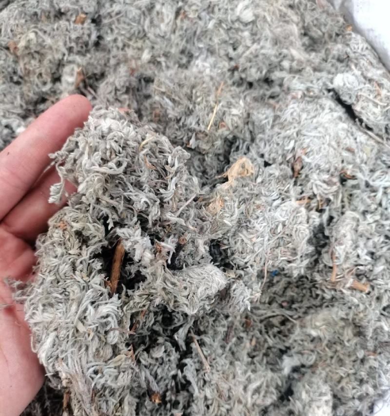 绵茵陈统装500g产地山东振兴药材购销站量大从优