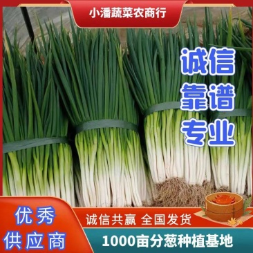 安徽省阜阳市颖州区西湖镇，产地直供分葱大量上市可供超市