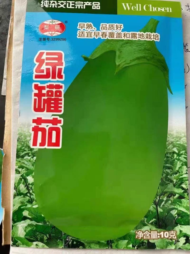 绿灯泡茄子苗青茄子苗绿皮茄子苗嫁接茄子苗批发绿罐