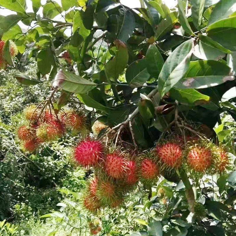 红毛丹树苗新品越南毛荔枝嫁接果树苗耐寒南北方种植当年结果