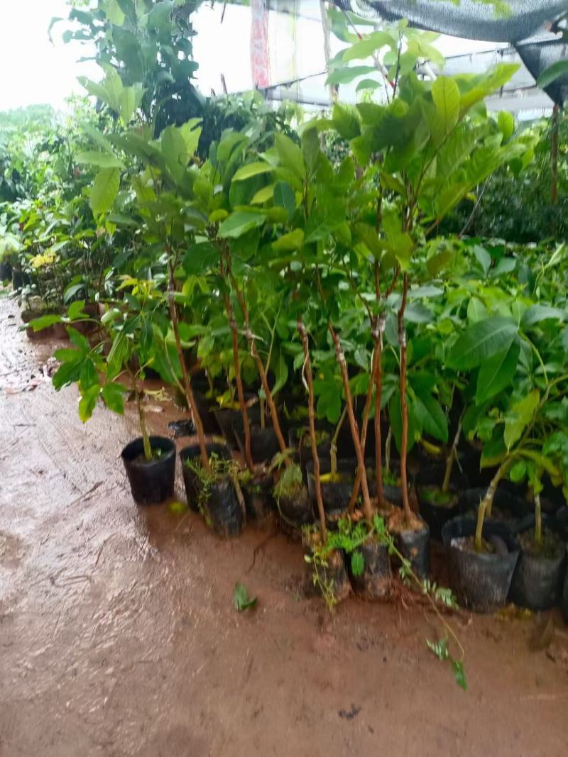 红毛丹树苗新品越南毛荔枝嫁接果树苗耐寒南北方种植当年结果