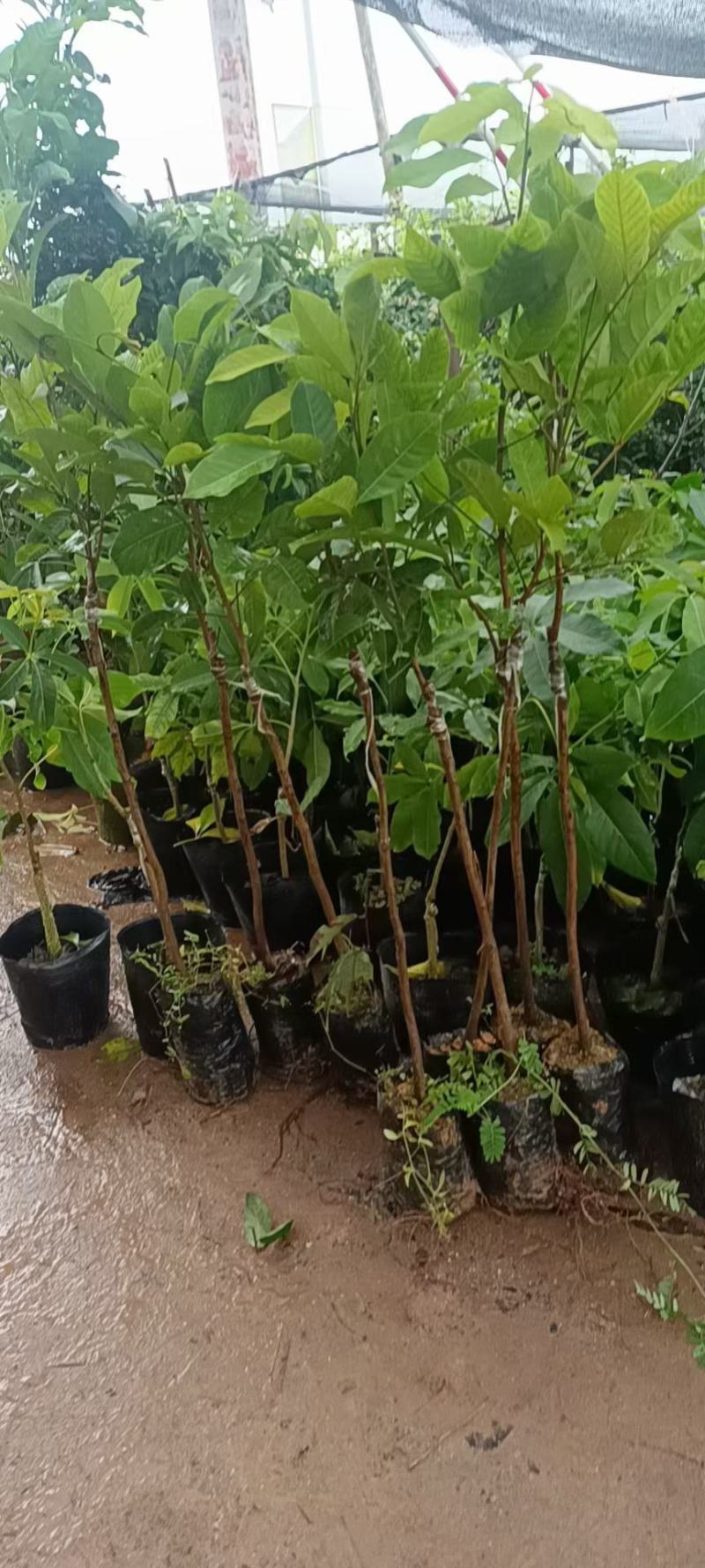 红毛丹树苗新品越南毛荔枝嫁接果树苗耐寒南北方种植当年结果