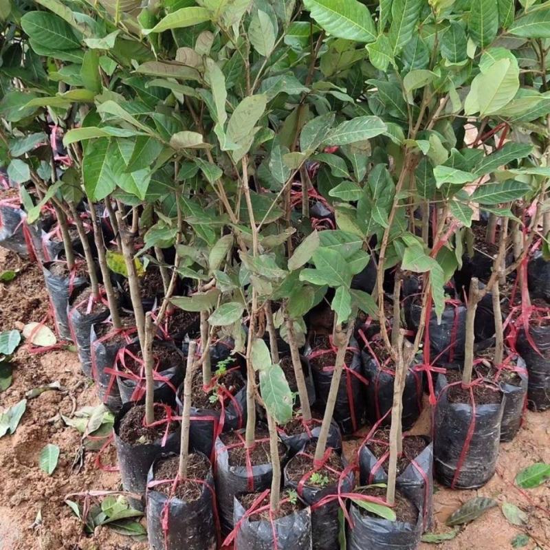 红毛丹树苗新品越南毛荔枝嫁接果树苗耐寒南北方种植当年结果