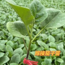 大龙长茄子苗自根紫把长茄种苗紫黑皮大龙嫁接茄子苗