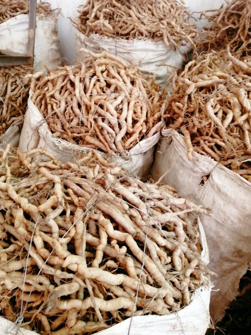 【优选】德庆高良鲜货巴戟天大薯长期供应