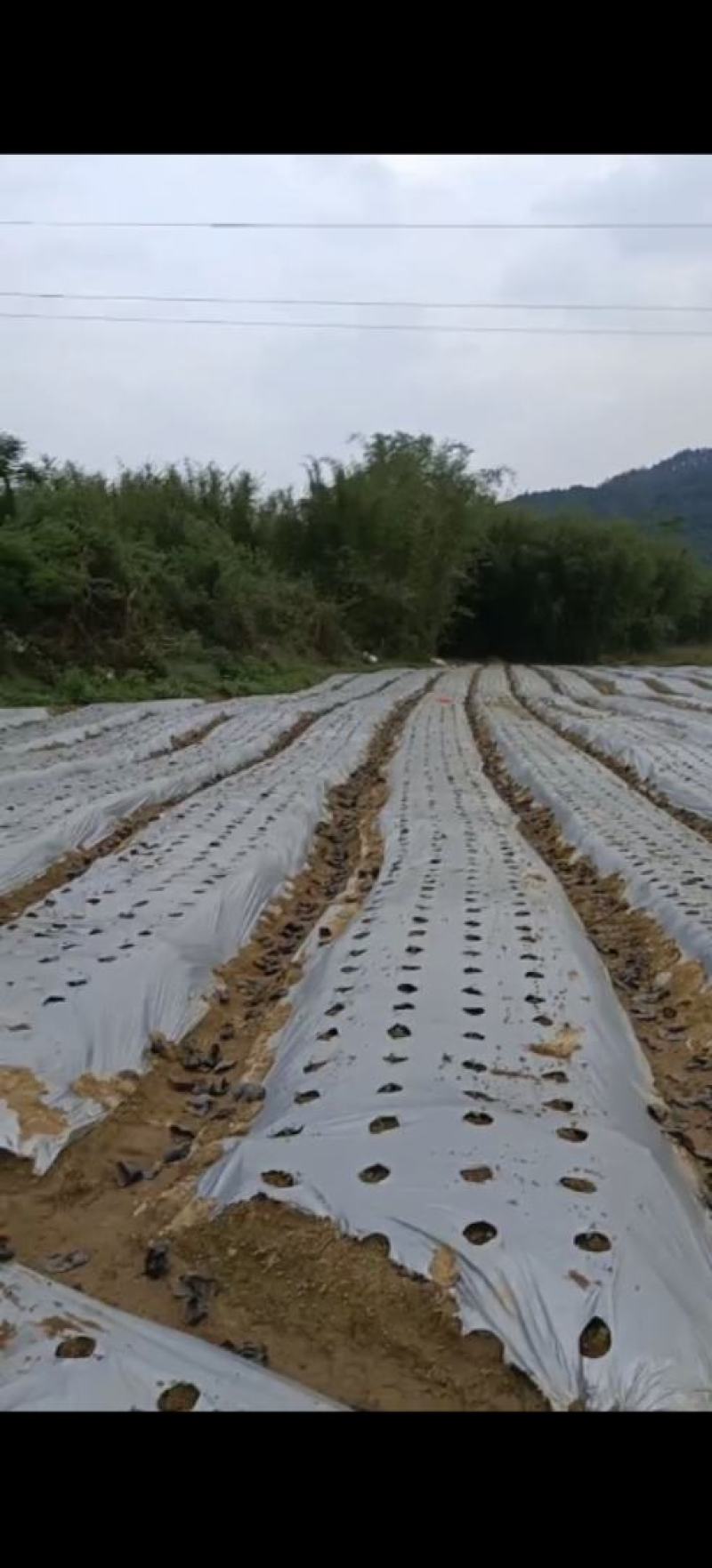 广西打孔地膜，打孔银黑地膜厂家