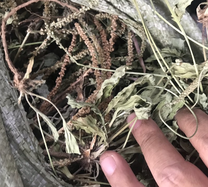 车前草