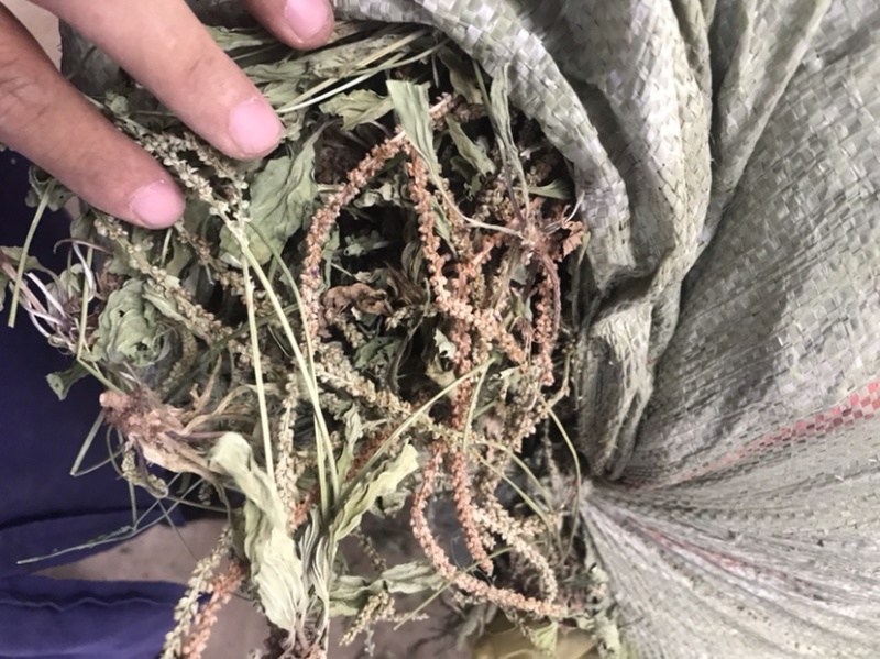 车前草
