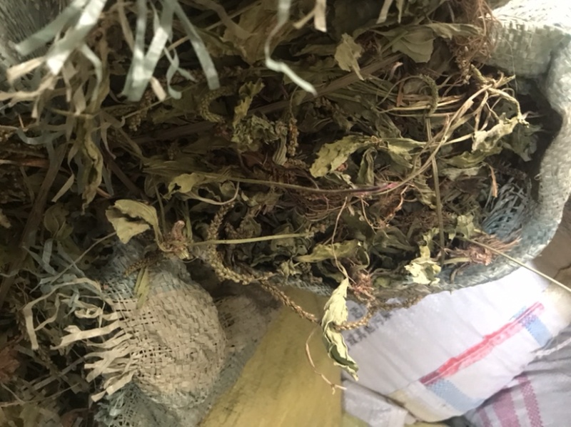 车前草