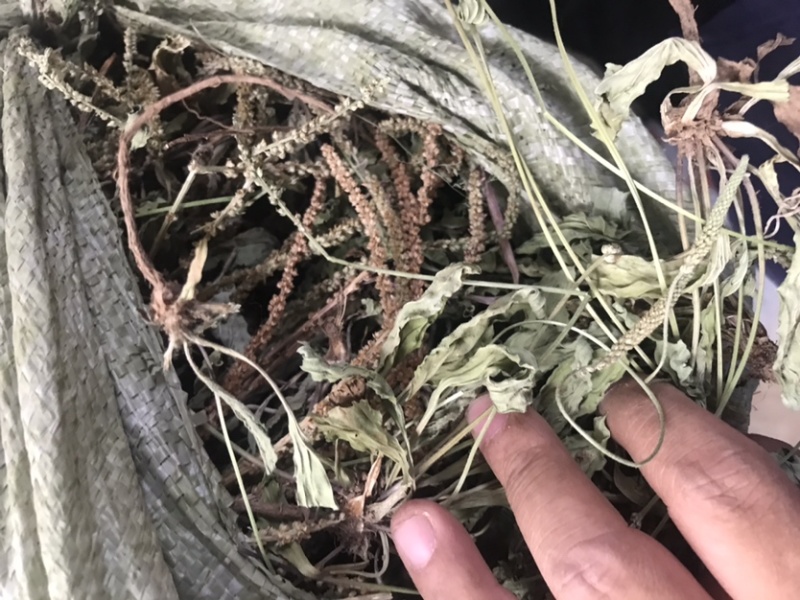 车前草