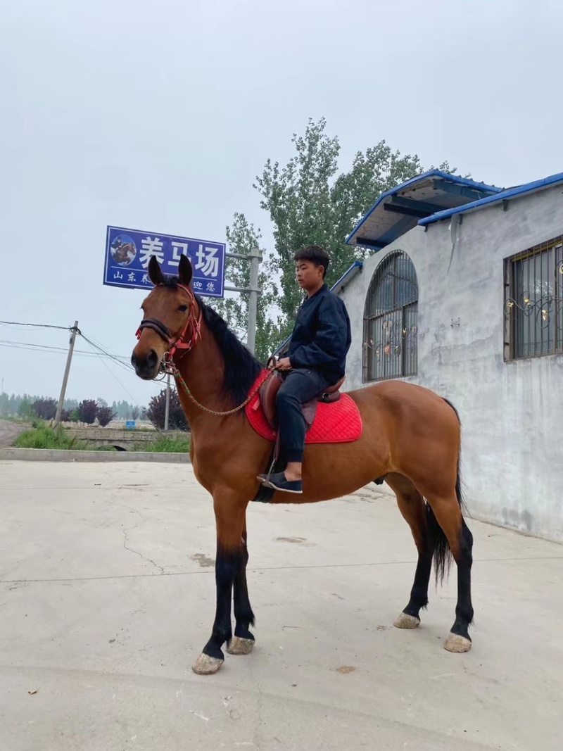 纯血马半血马温血马调教成熟欢迎各位老板前来选购
