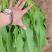 散叶生菜