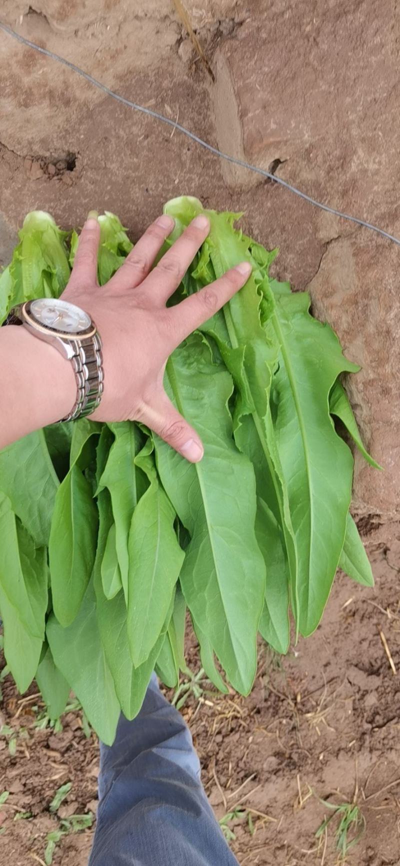 散叶生菜