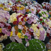 年宵花云南鲜花小雏菊批发鲜切花小雏菊颜色齐全包邮