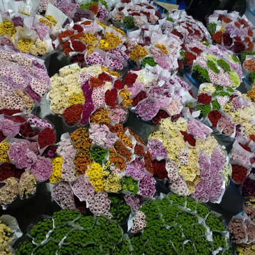 年宵花云南鲜花小雏菊批发鲜切花小雏菊颜色齐全包邮