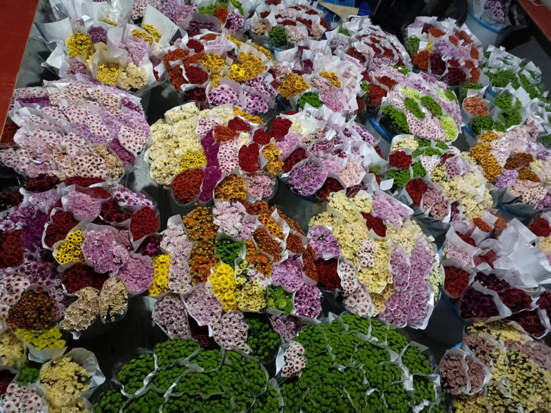 年宵花云南鲜花小雏菊批发鲜切花小雏菊颜色齐全包邮