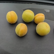金太阳杏，个头大，价格美丽，口感甜。。。。。。