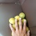 金太阳杏，个头大，价格美丽，口感甜。。。。。。