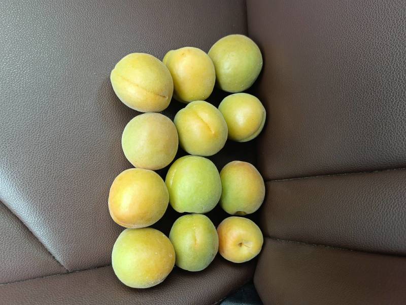 金太阳杏，个头大，价格美丽，口感甜。。。。。。