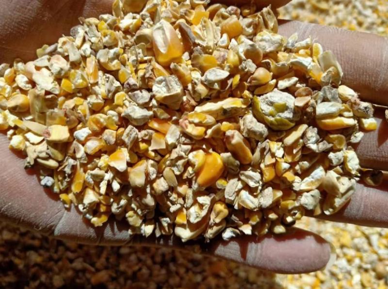 碎玉米畜禽能量饲料优选金黄干玉米