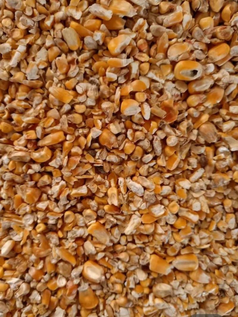 碎玉米畜禽能量饲料优选金黄干玉米