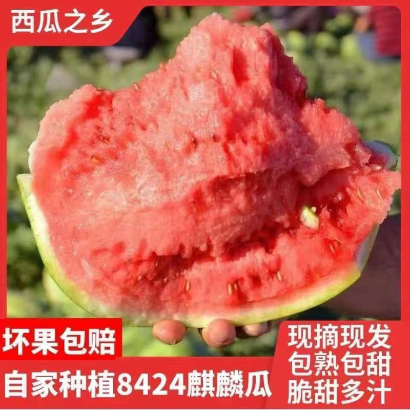 河南西瓜8424西瓜直供各商超品种多样任选价优