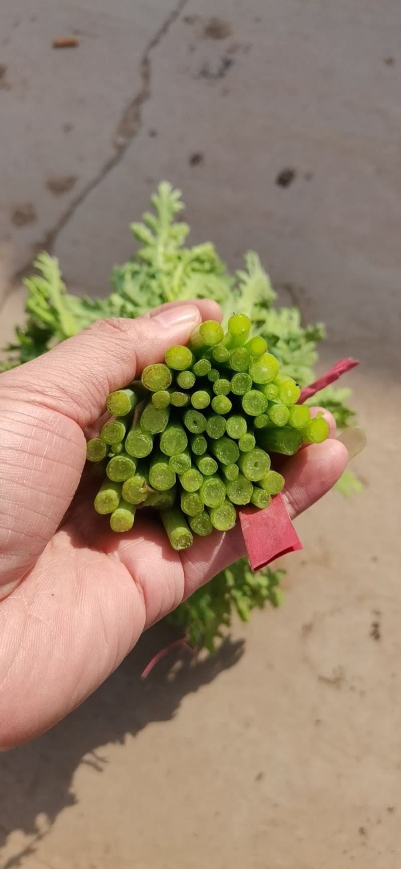（大量供货）精品蒿子秆，质量保障，量大从优