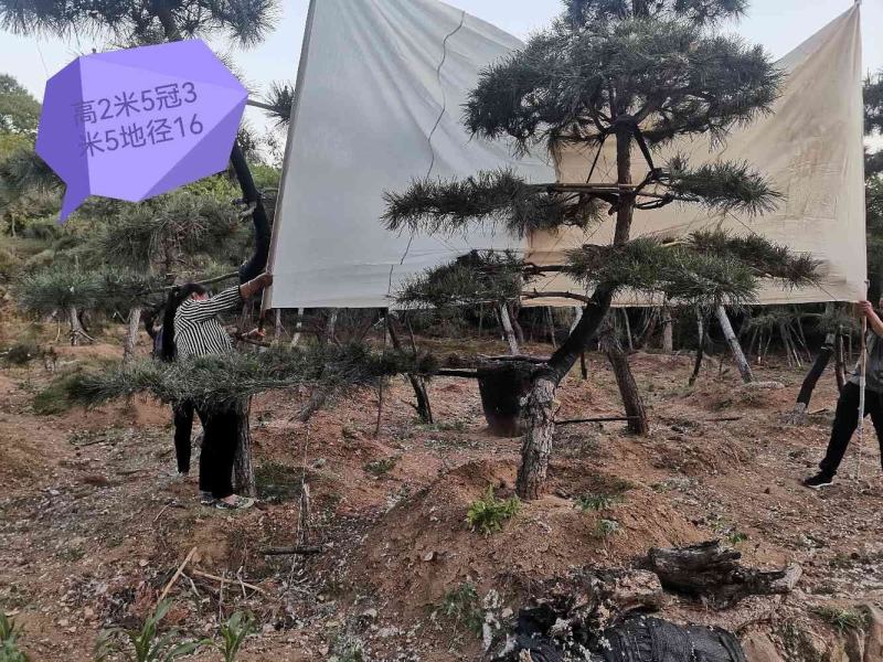 造型松